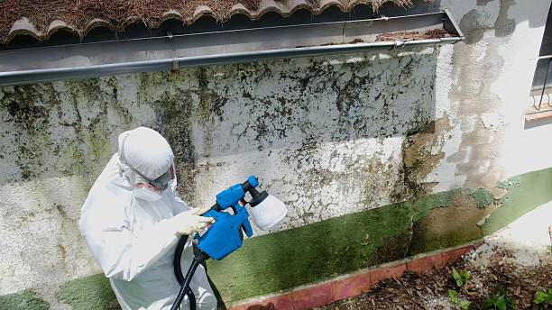 Mold Removal service in Wingate